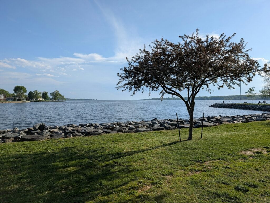 A lone tree stands beside a calm body of water.