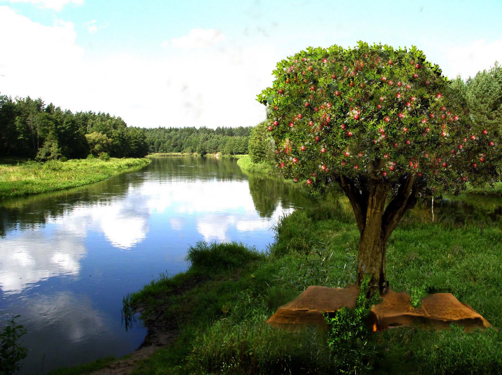 A God Given Tree