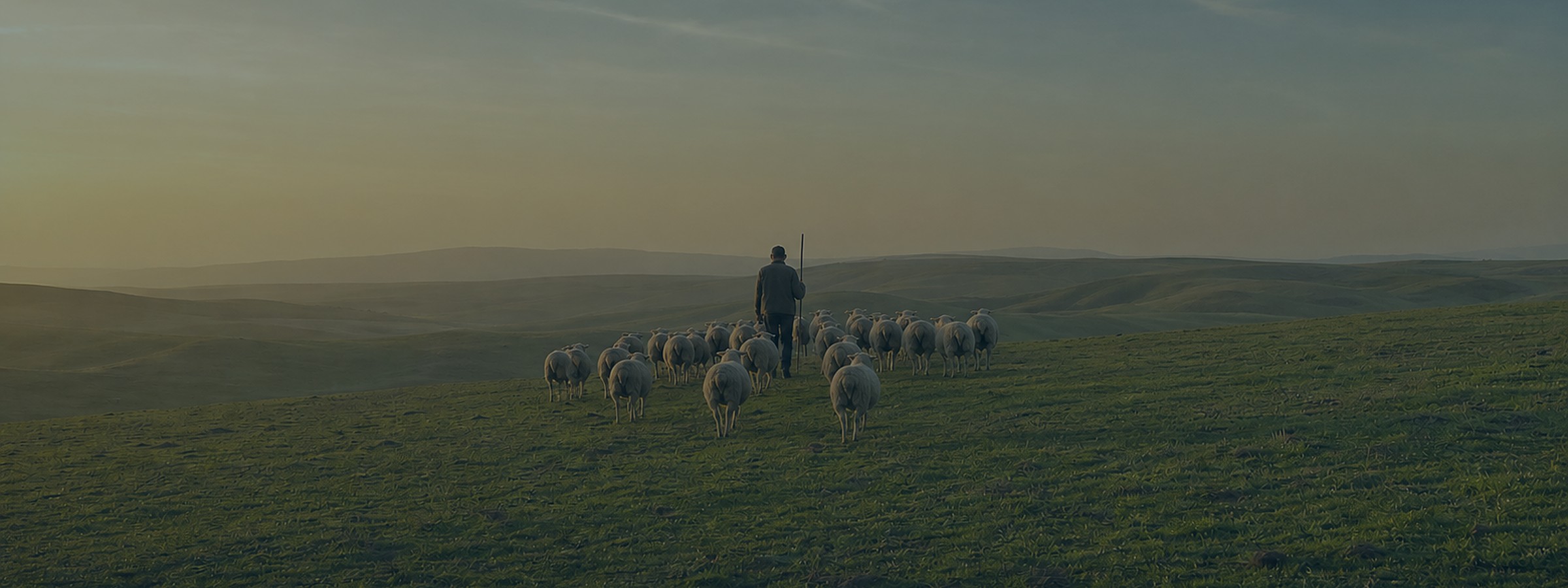 A shepherd walking with his flock of sheep across rolling green hills at sunset