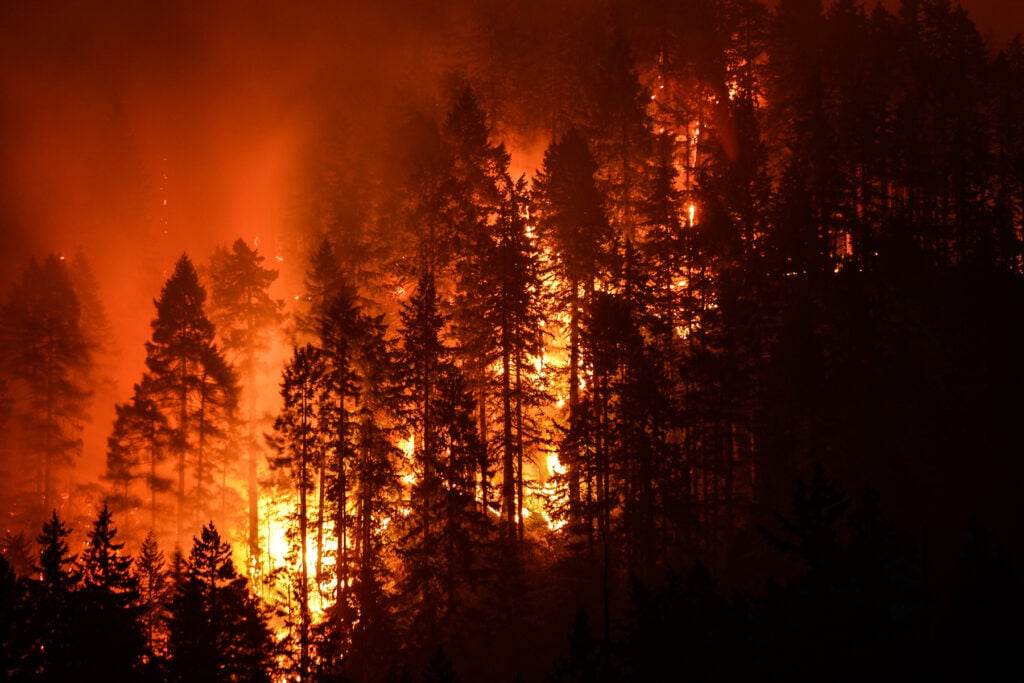 photo of wildfires in a forest of trees