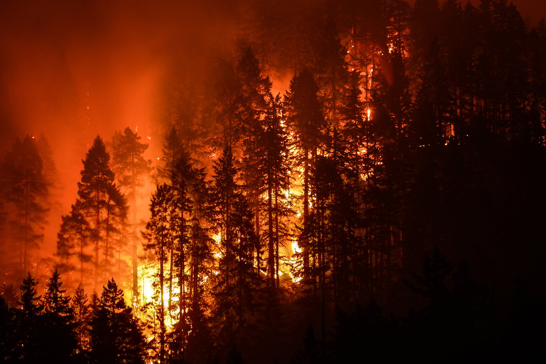 photo of wildfires in a forest of trees