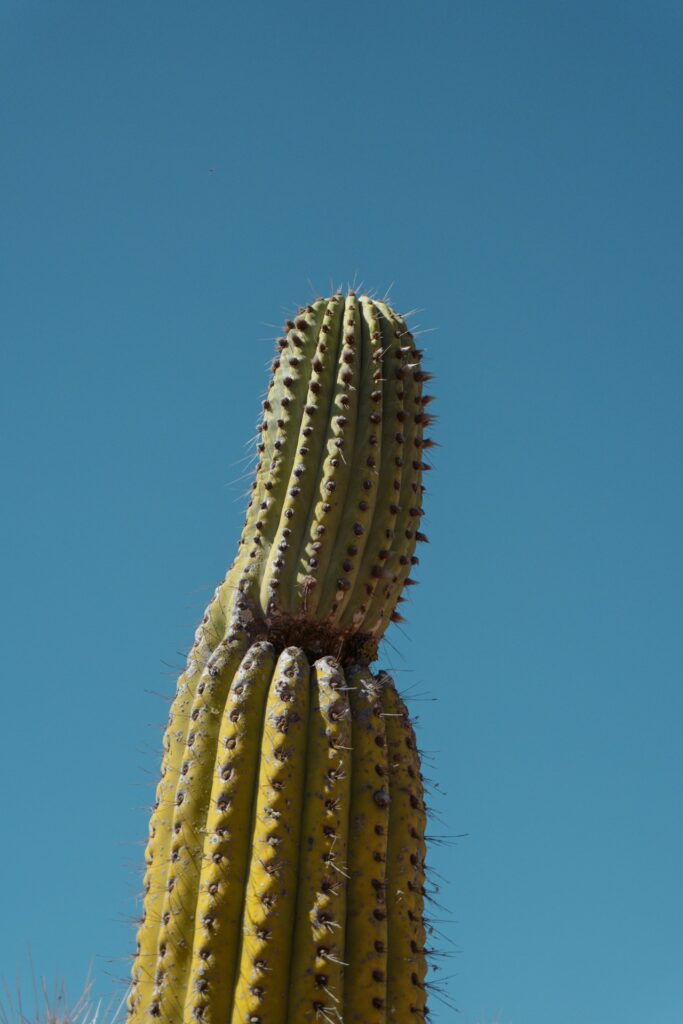 A tall cactus reaches toward a clear blue sky.