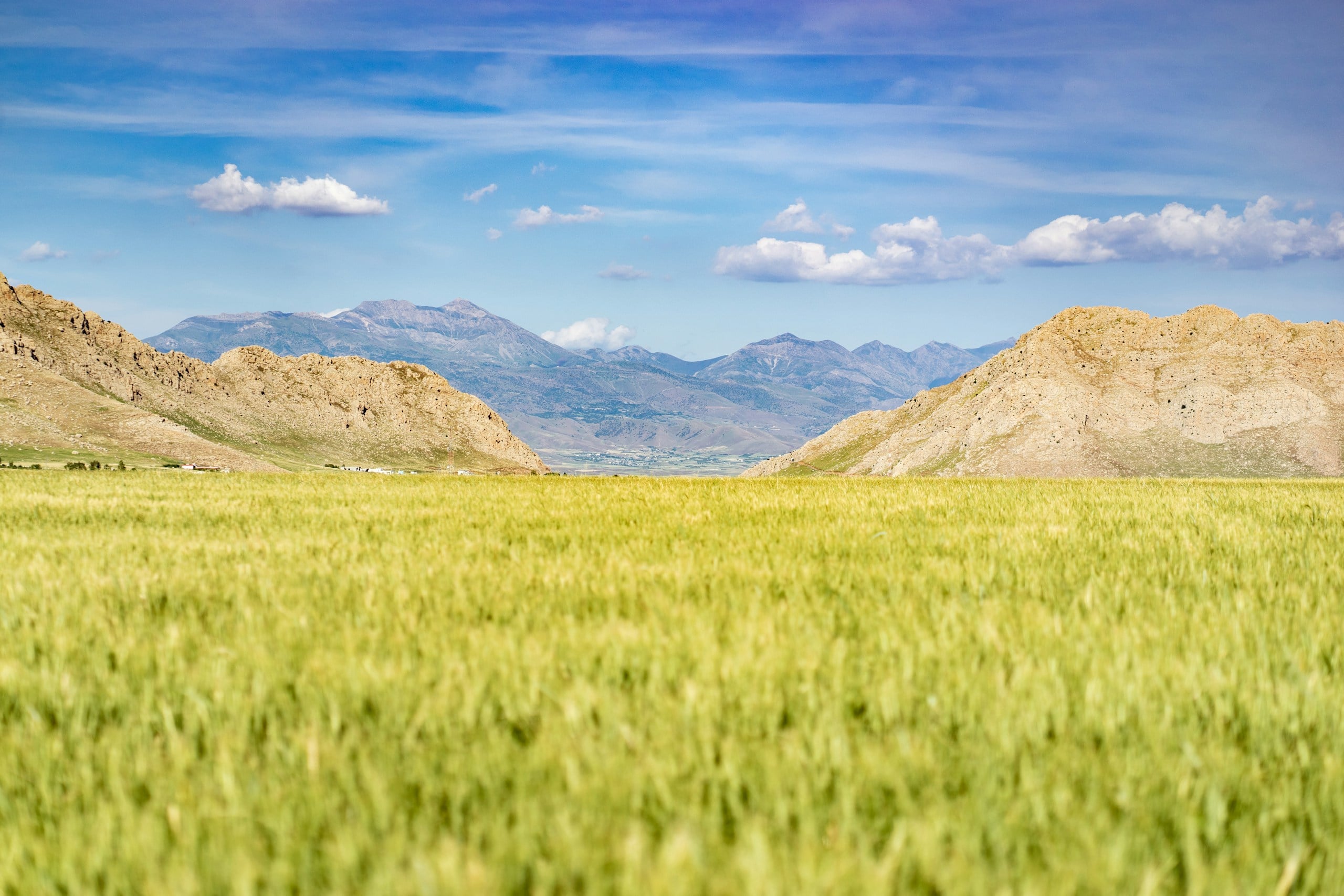 a field of green grass with mountains in the background
