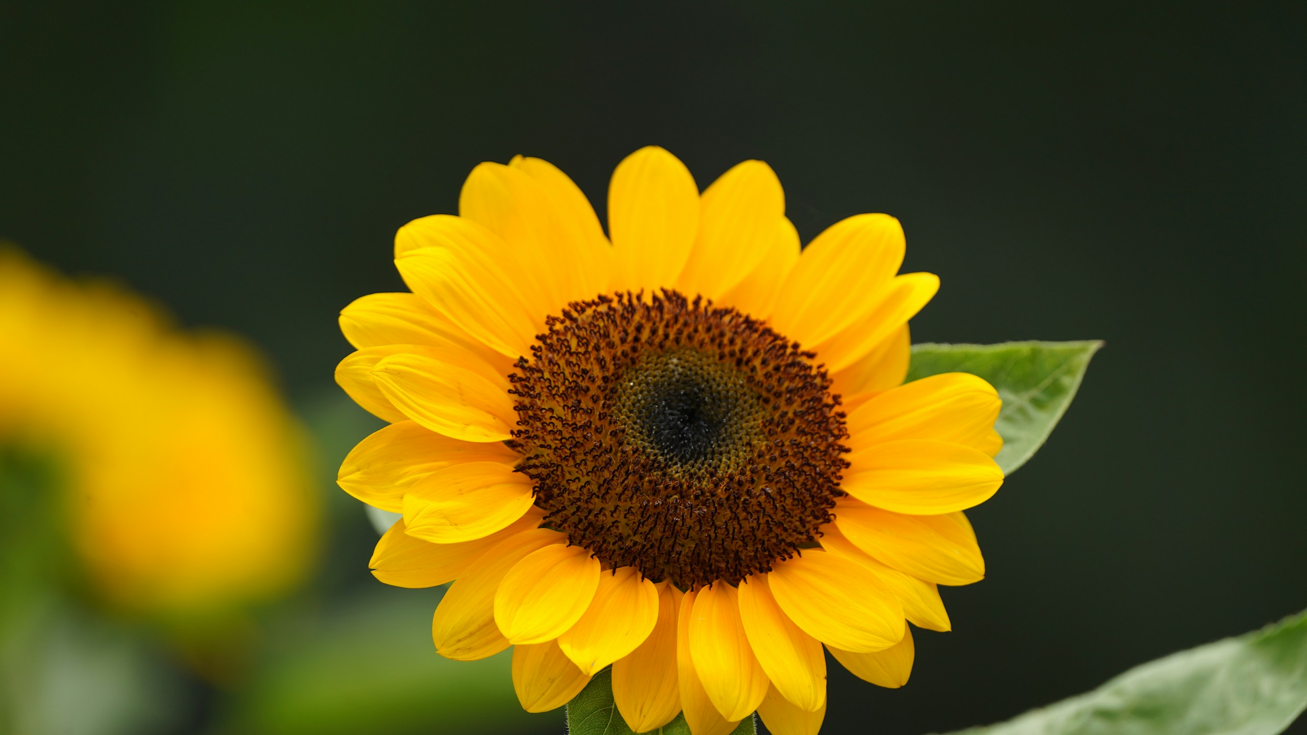 A vibrant sunflower blooms brightly in the sunlight.