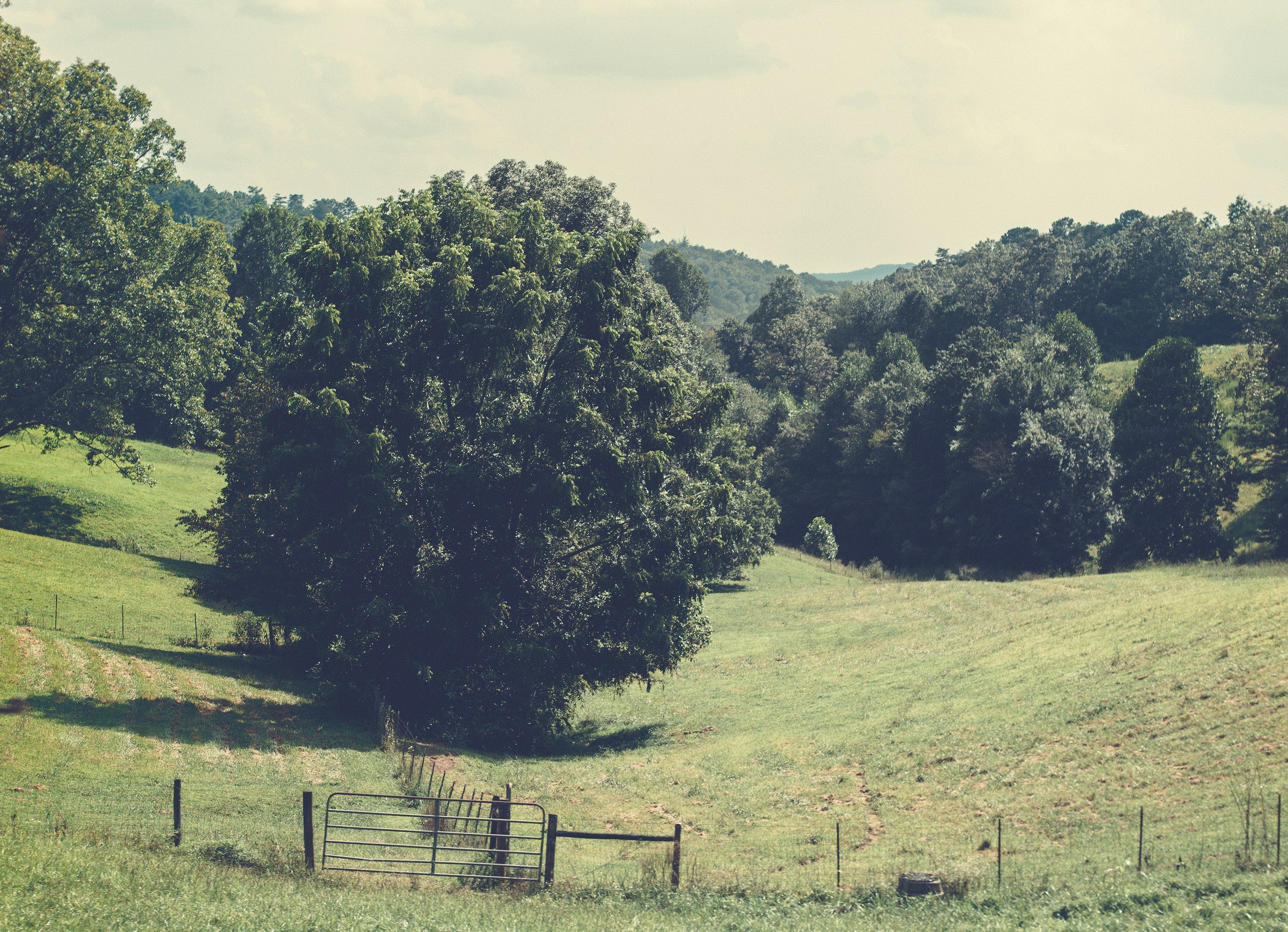 a lush green field with a fence and trees