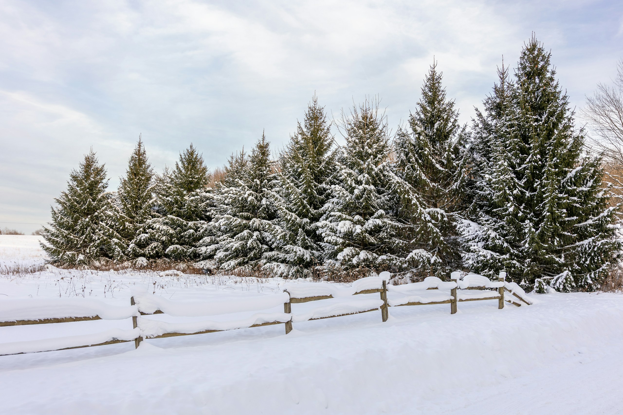 Snow-covered evergreen trees behind a wooden fence.