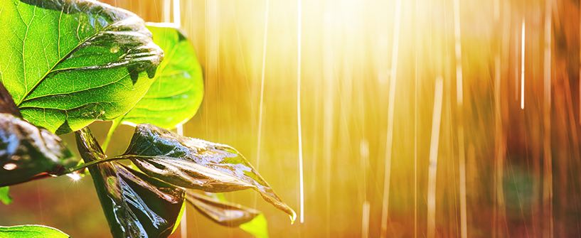 Showers of Grace