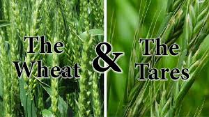 The Wheat and the Tares