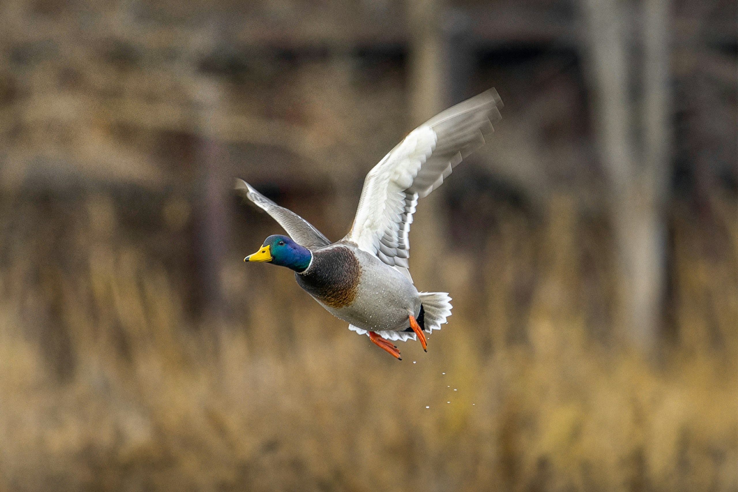 A mallard duck flying low over reeds