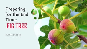 Fig Tree