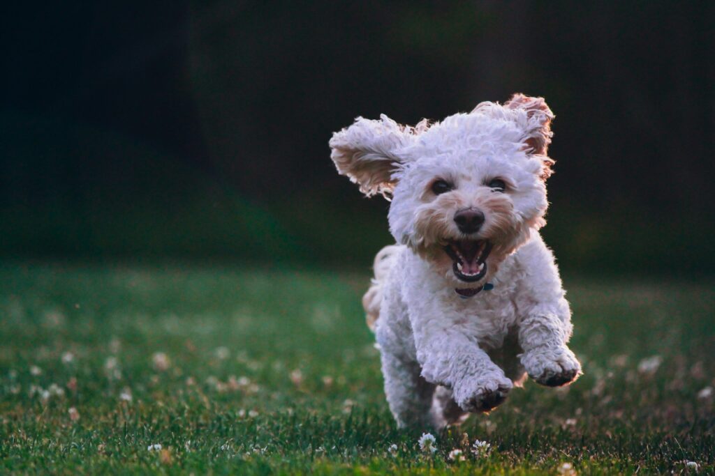 The Greatest Happiness