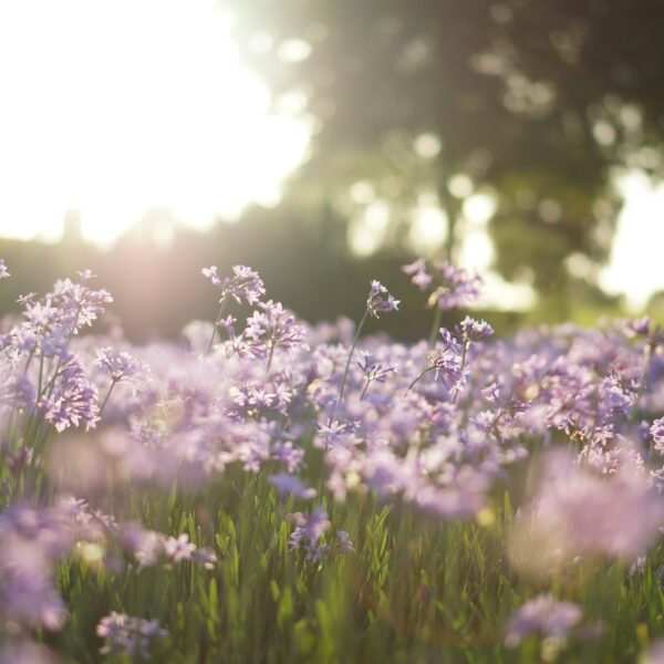 Be Still and Know…