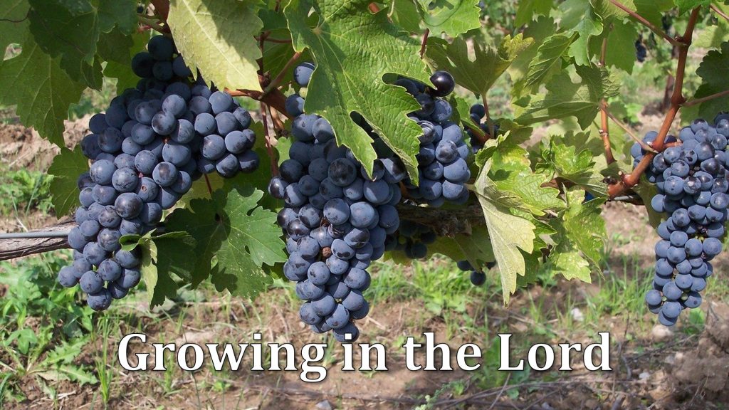 Growing in the Lord
