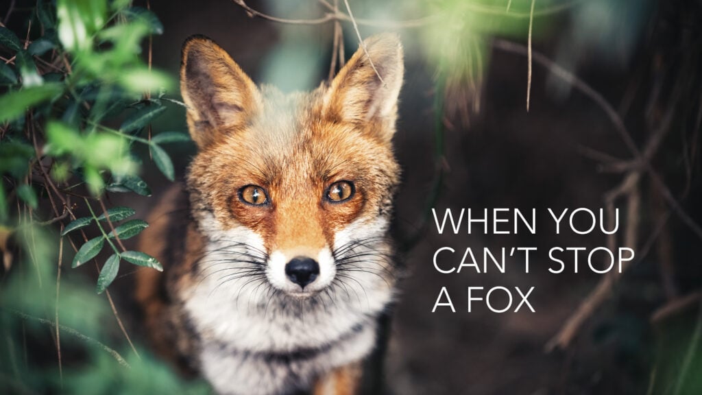 When You Can’t Stop a Fox episode artwork