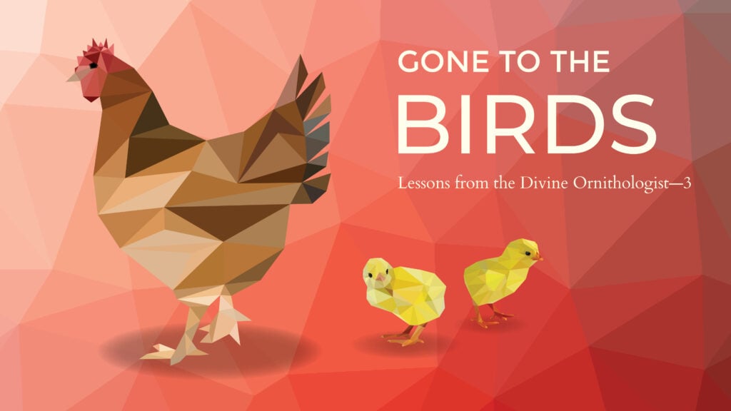 Lessons from the Divine Ornithologist – Part 3
