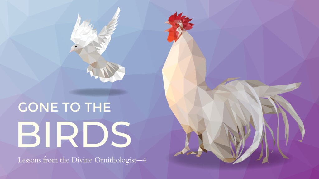 Lessons from the Divine Ornithologist – Part 4