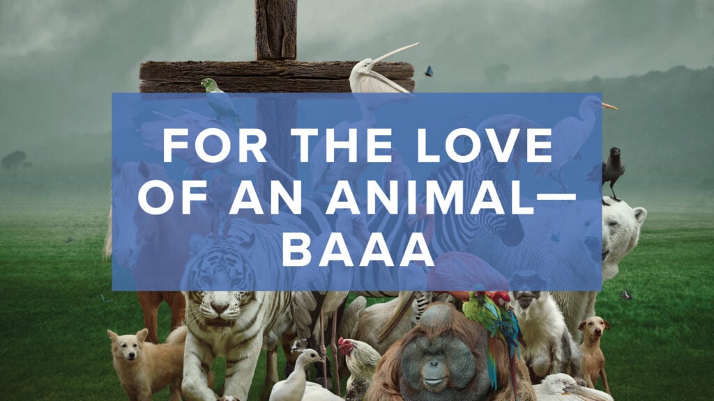 Baaa