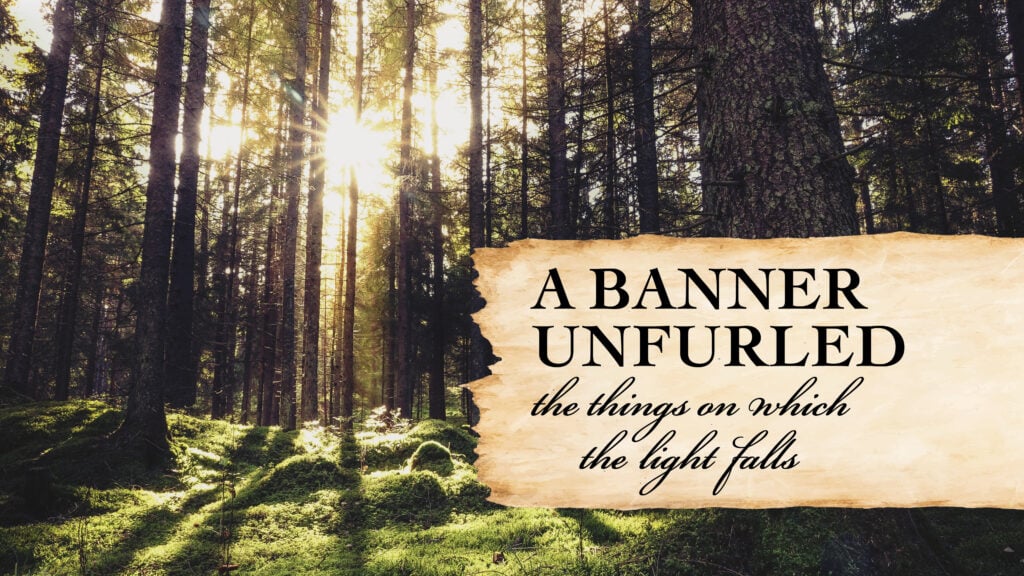 The Things on Which the Light Falls