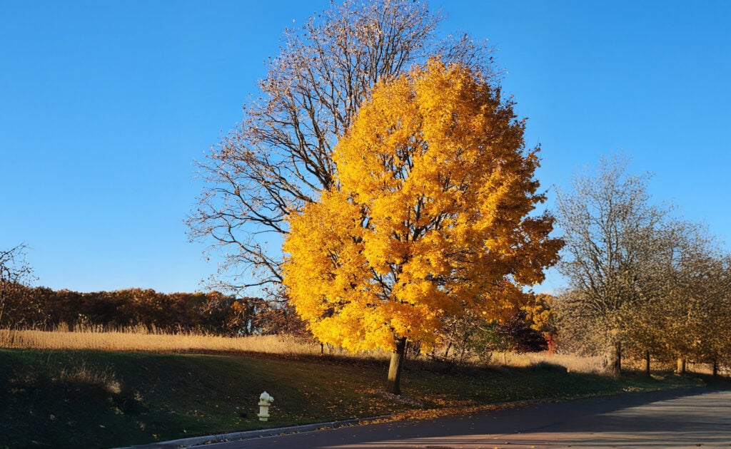 Blossoming or Withering Trees