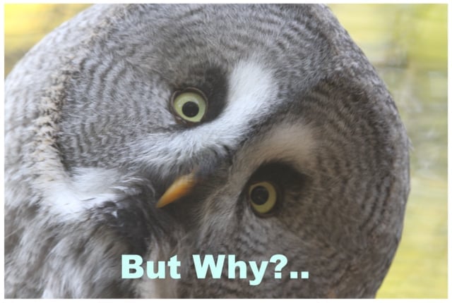 January 26, 2019 Sermon: “But Why?…”