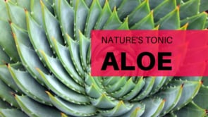 Nature’s Tonic: Aloe, More Than Skin Deep
