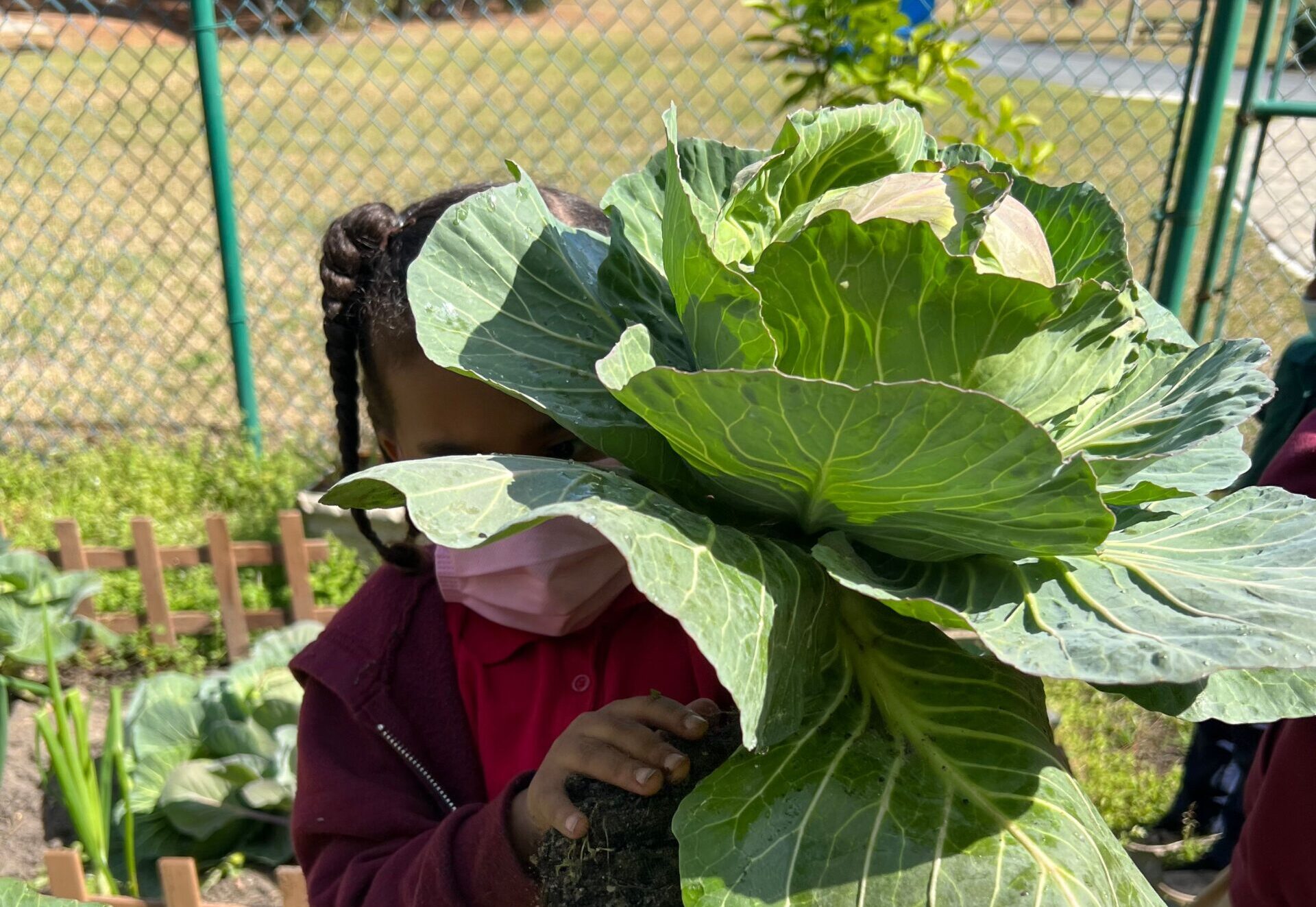 Student holding a huge cabbage from garden
