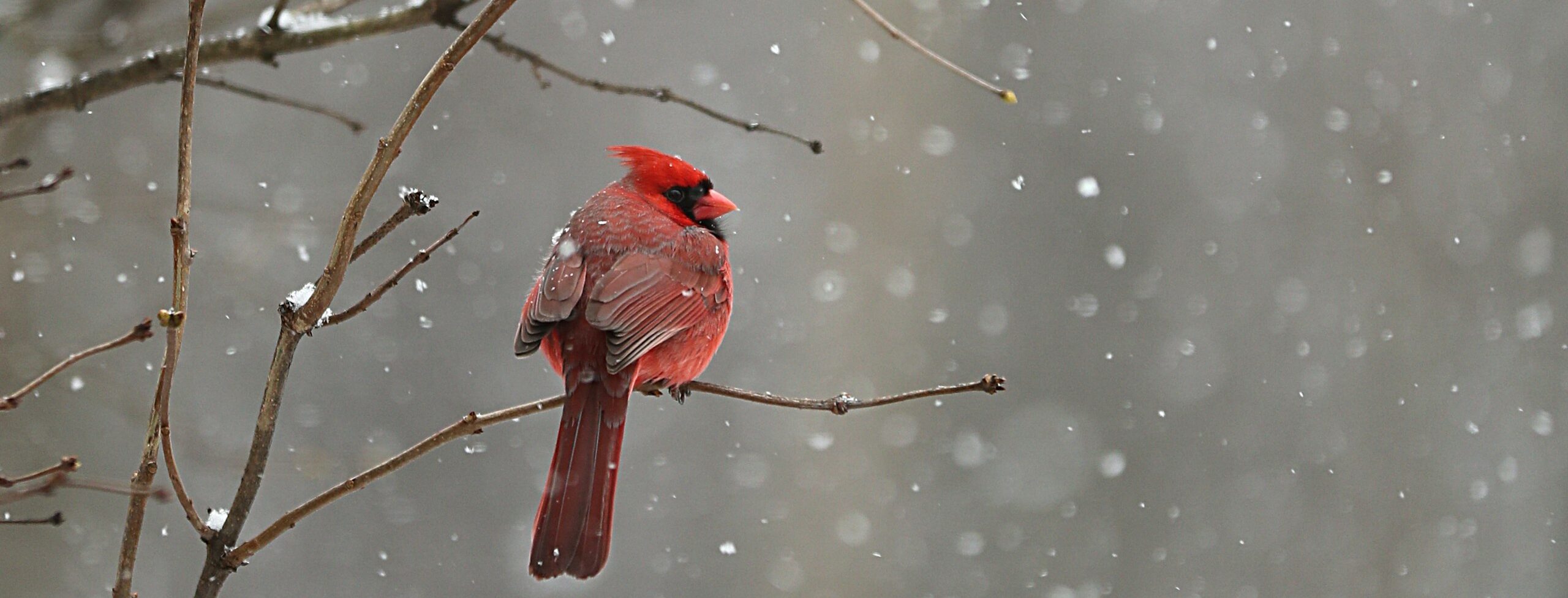 red cardinal on tree branch