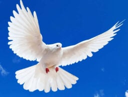 Real Peace- Pastor Jenner