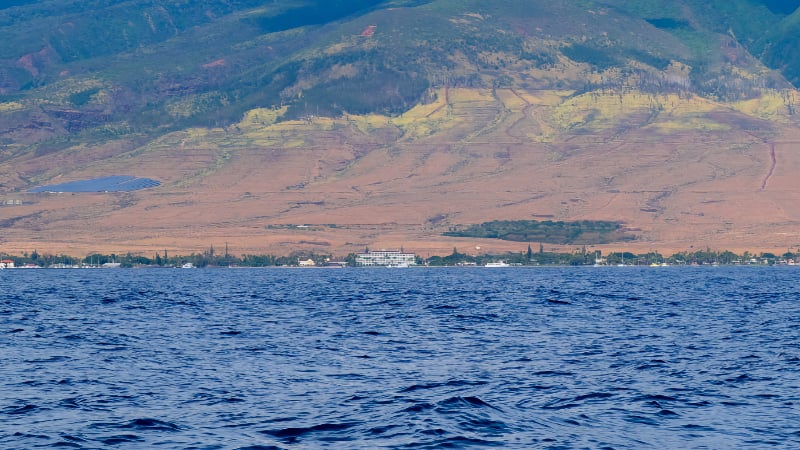Maui Wild Fires: Developing News