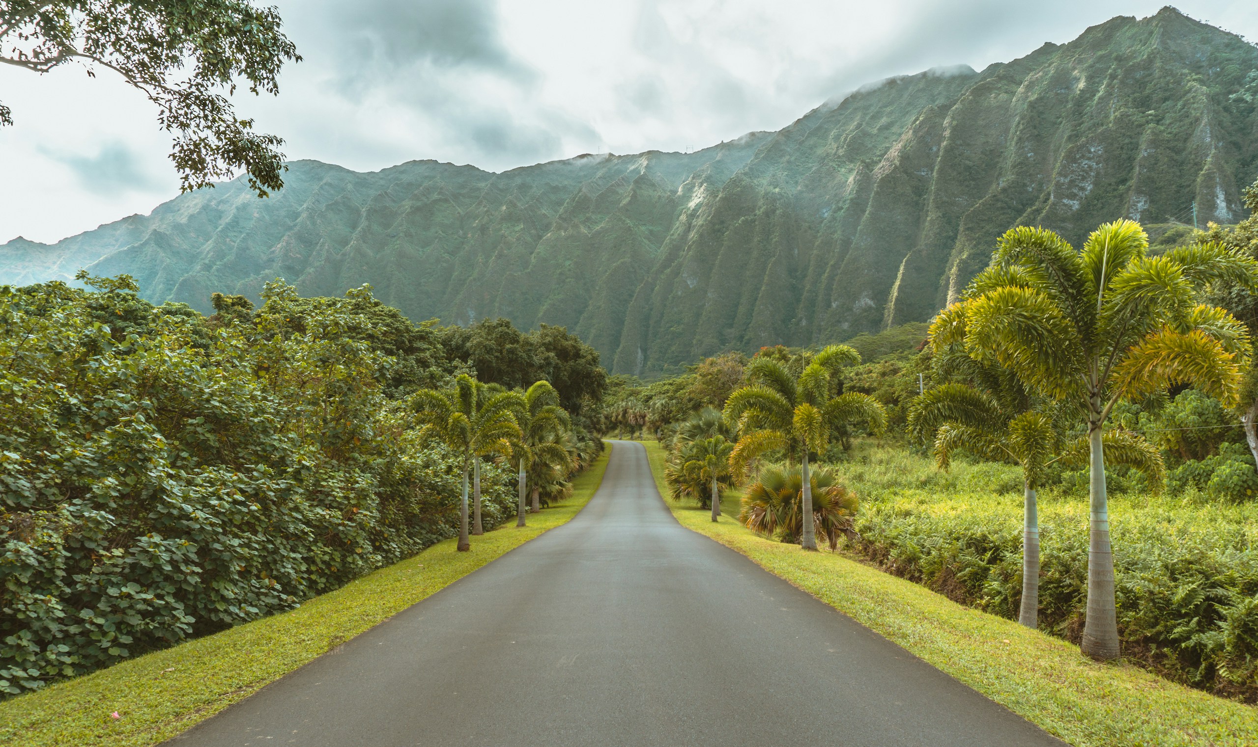 asphalt road beside trees