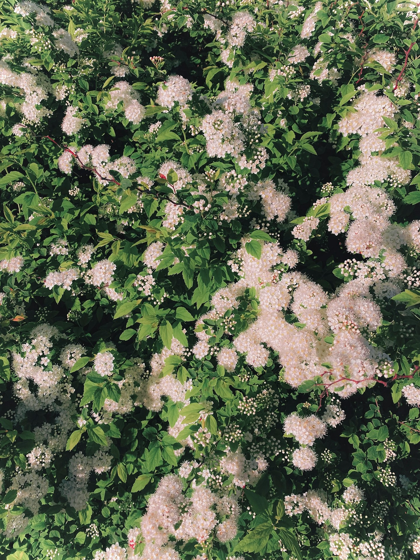a bush with white flowers and green leaves