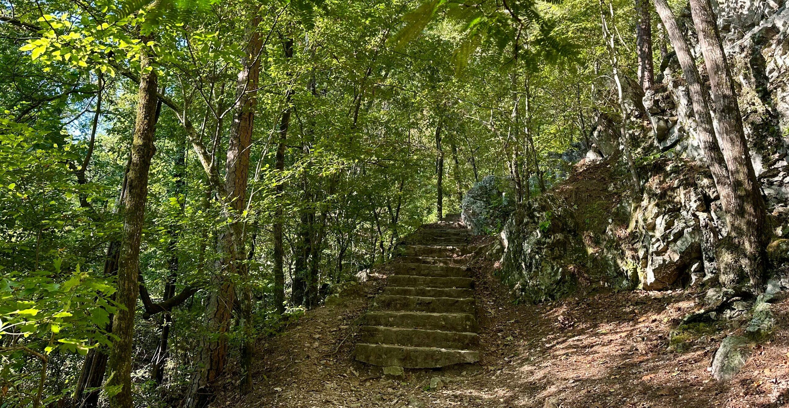 a set of steps in the middle of a forest