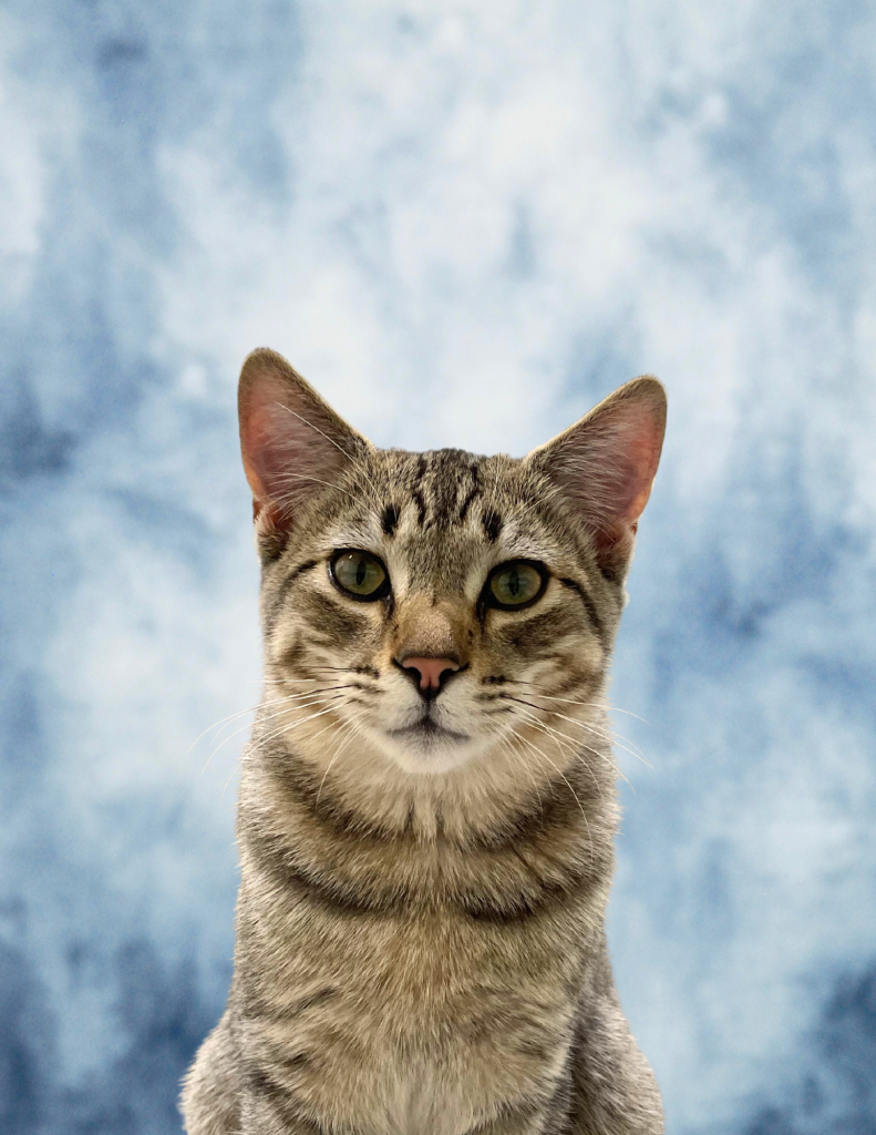 Bamboo The Kitty