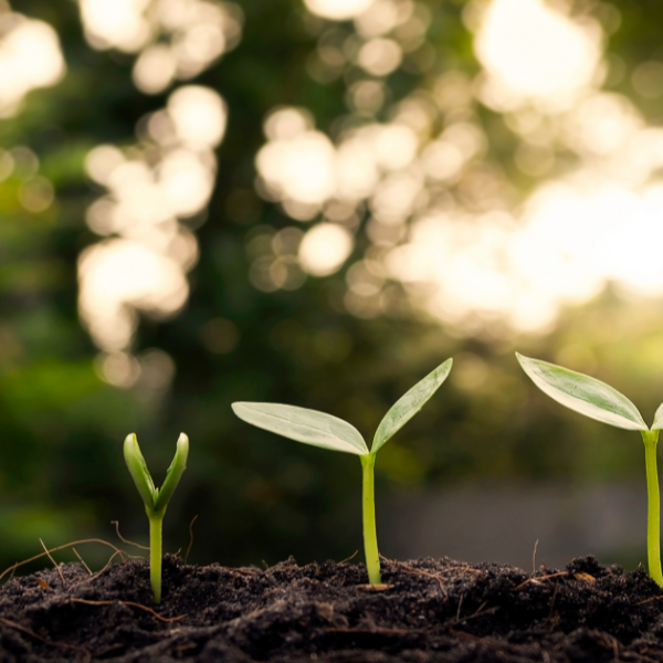 Cultivating a Healthy Future
