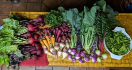 Church Garden Builds Community in Santa Barbara