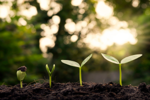Cultivating a Healthy Future