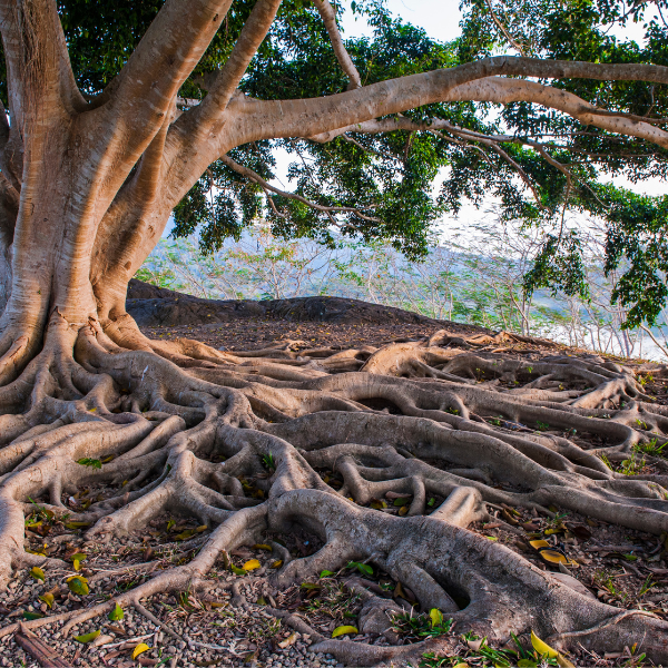 Flourishing Faith