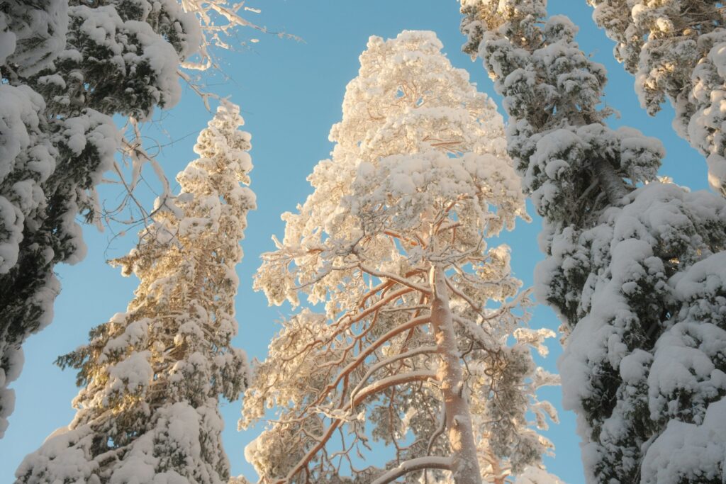 Snow-covered trees reaching towards the blue sky.