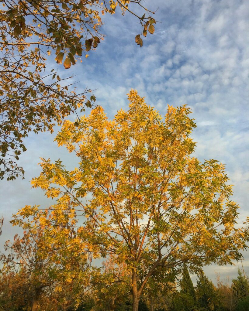 a tree with yellow leaves and a blue sky in the background