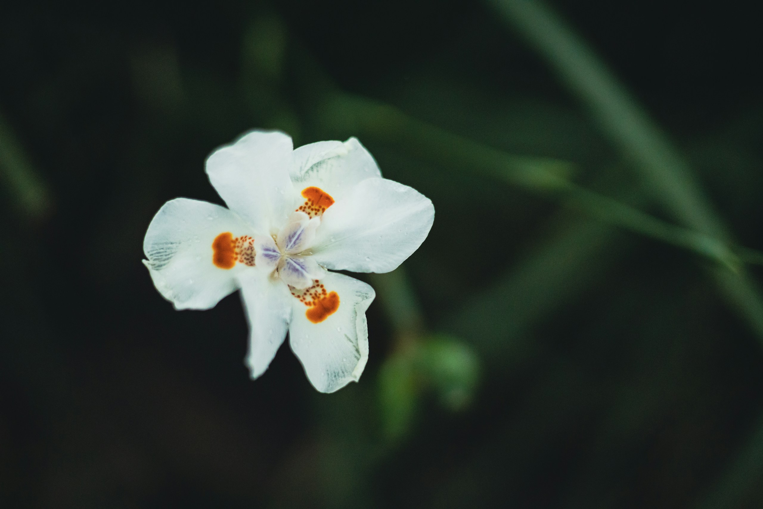 a close up of a white flower with a green background