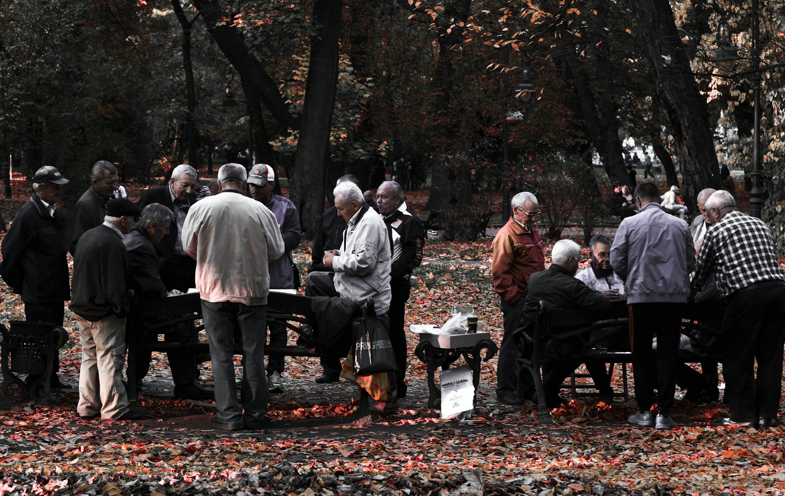 people sitting on bench under trees during daytime