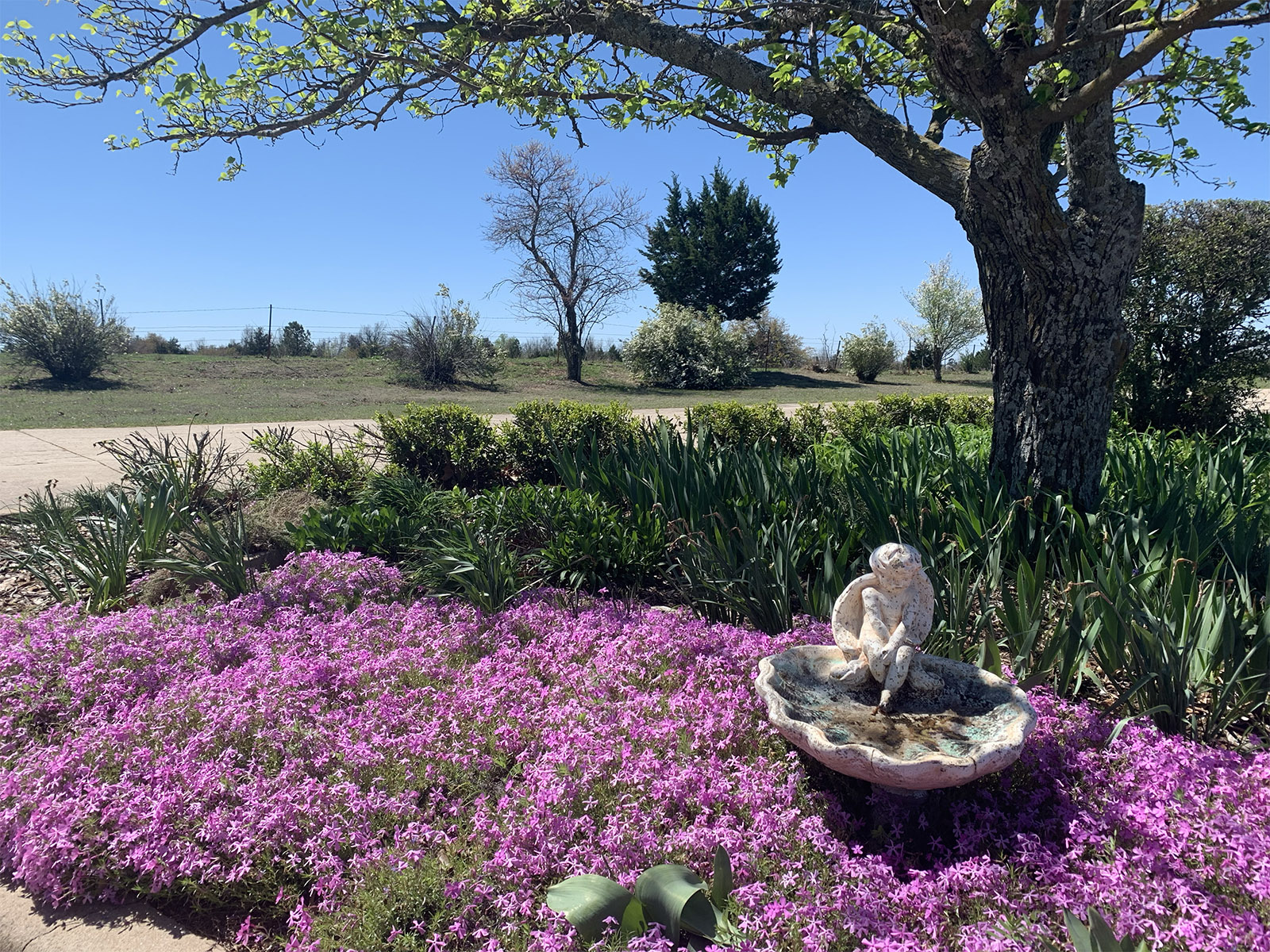 Landscaped roadside green space with shade tree, flowering groundcover, and decorative birdbath near the church area at Summit Ridge Retirement Village