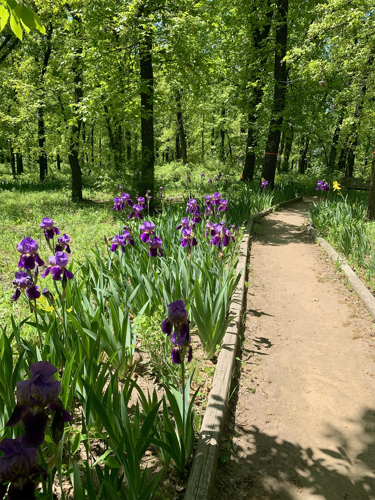 Woodland walking path bordered by blooming irises leading into a wooded area