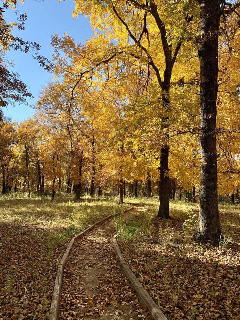 Woodland path covered with fallen leaves and lined with trees in autumn