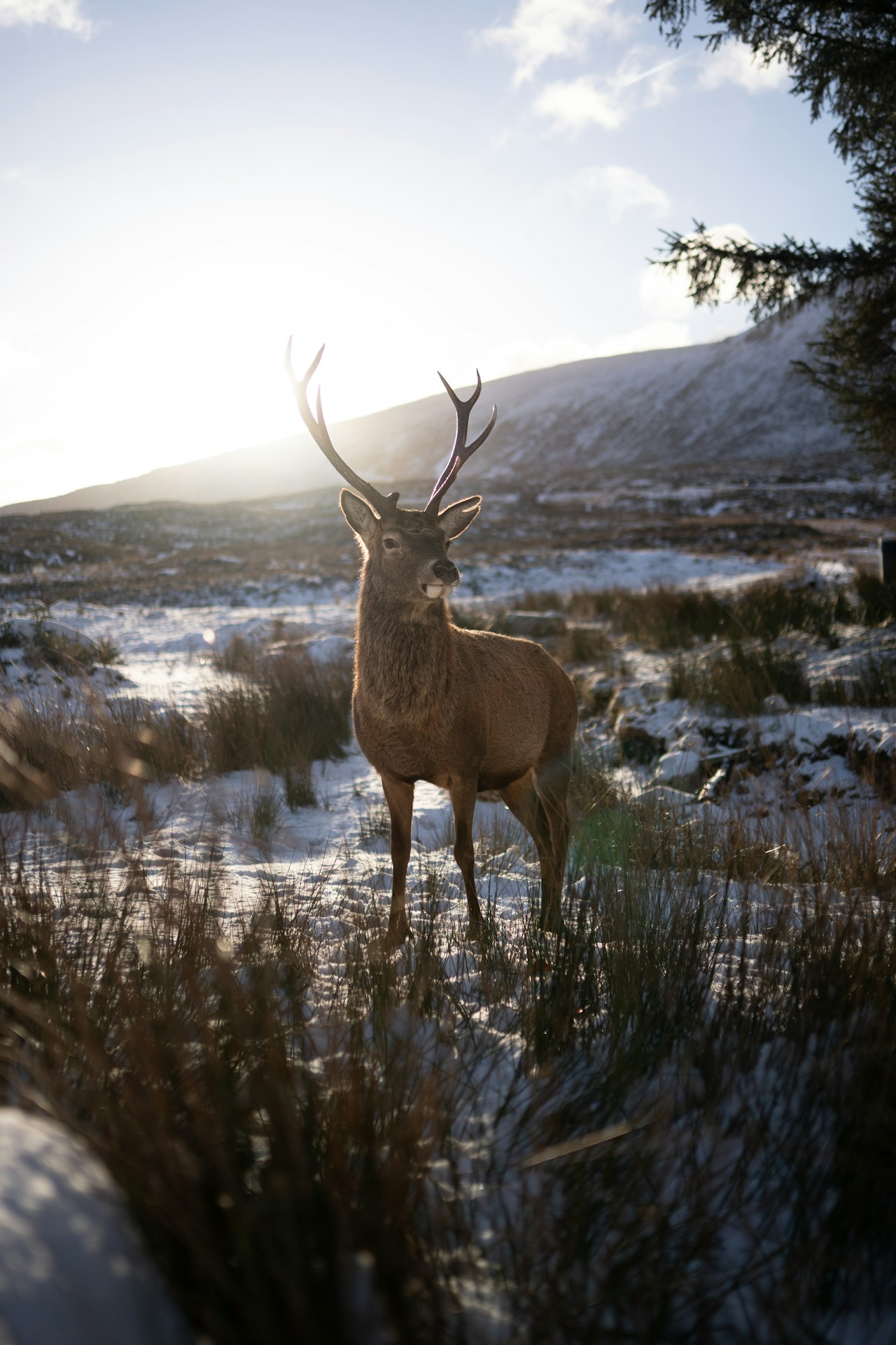 Majestic stag stands in snowy winter landscape with sun.