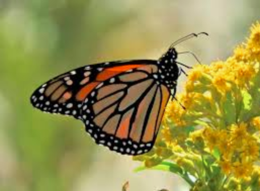The Creator’s Global Language, Nature’s Speech Made Visible