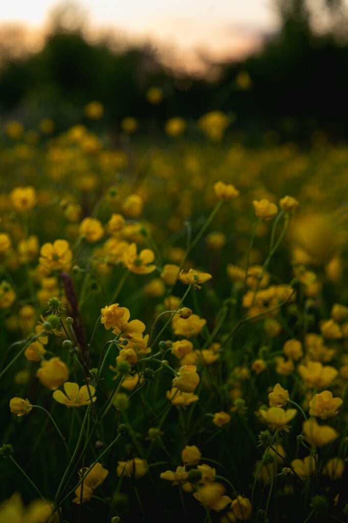 Field of yellow buttercups at sunset.