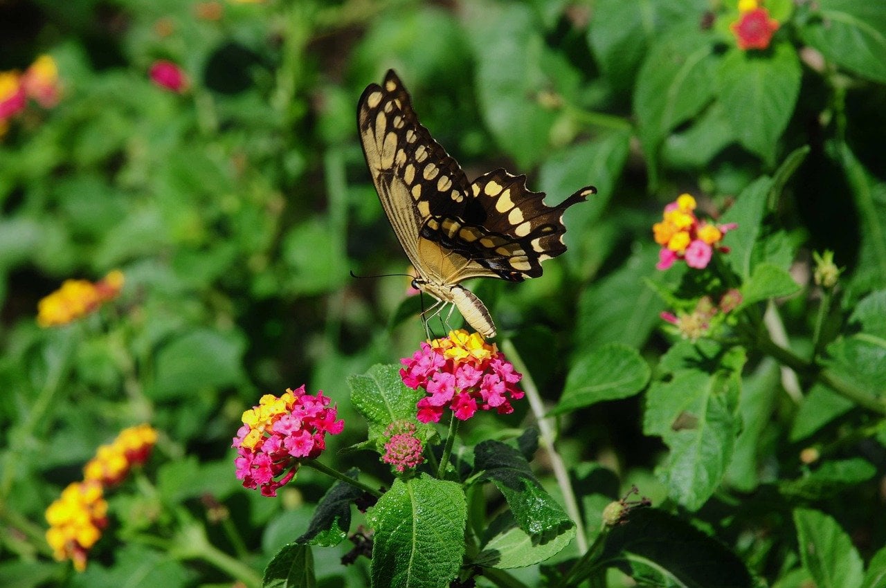 butterfly, nature, insect, flower, flying, wing, pollination, garden, colorful, wings, flight, swallowtail, winged, nectar, leaves, natural, diversity, macro, summer