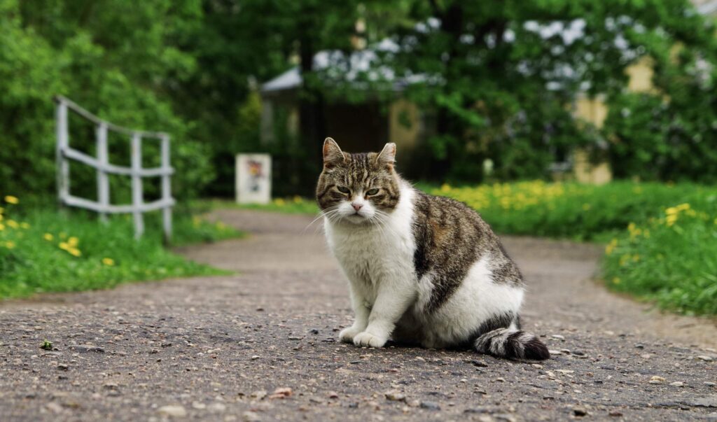 Bill the Disappearing Cat