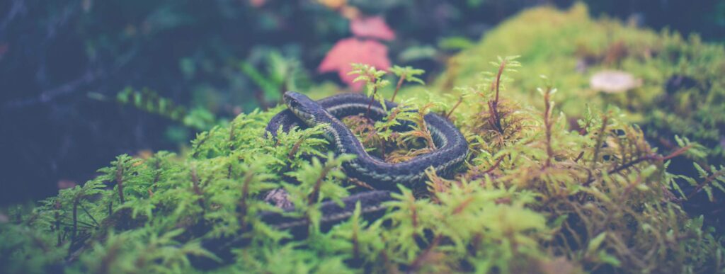Paul and the Snake